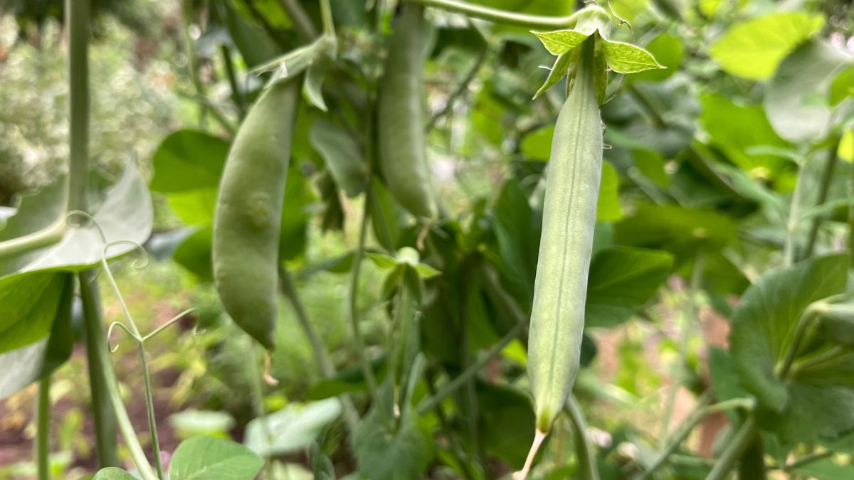 Groszek cukrowy jest bardzo łatwy do uprawy w domowym ogródku