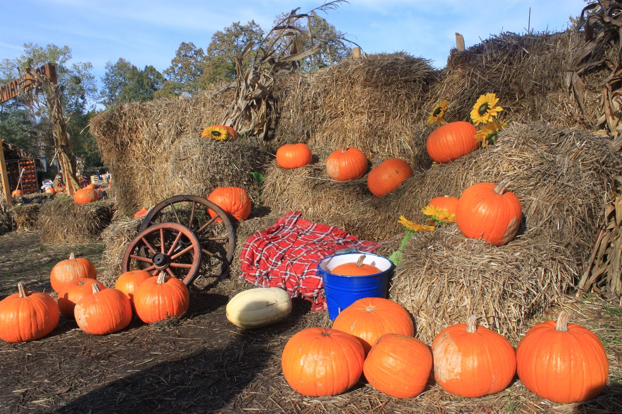 Józefów: Halloween na amerykańskiej farmie dyniowej. Całe rodziny bawiły się w Westernlandzie