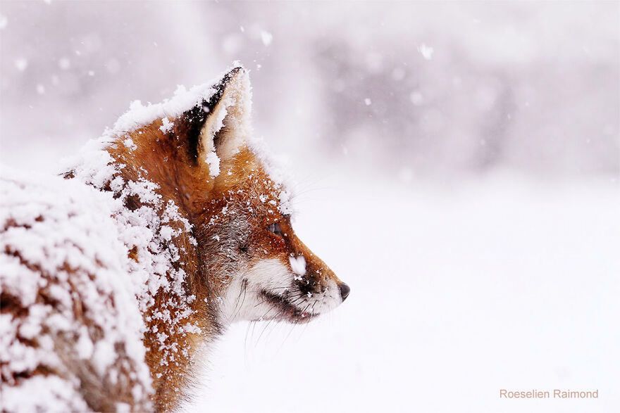 Uroczy lisek pokryty świeżym śniegiem. Ta fotografia roztapia lód w sercu 10