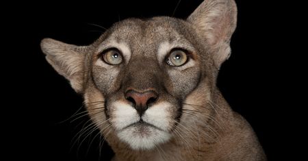 National Geographic Photo Ark. Największa wystawa zagrożonych gatunków już niedługo zagości w Warszawie