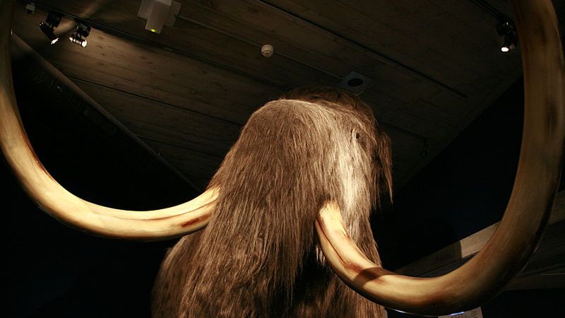 Rosjanie i Koreańczycy łączą siły, żeby przywrócić do życia mamuta 1