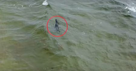 Nagle wyszedł z wody. Panika na plaży na Florydzie