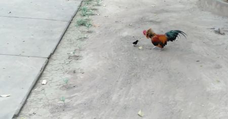 Pisklę kontra kogut. Sprzeczka na wietnamskiej ziemi