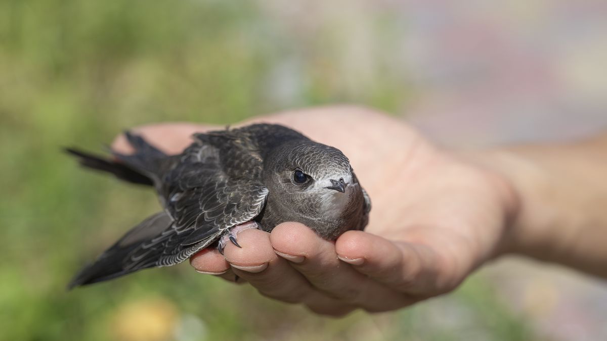 Jerzyki w Hiszpanii nie radzą sobie z wysokimi temperaturami