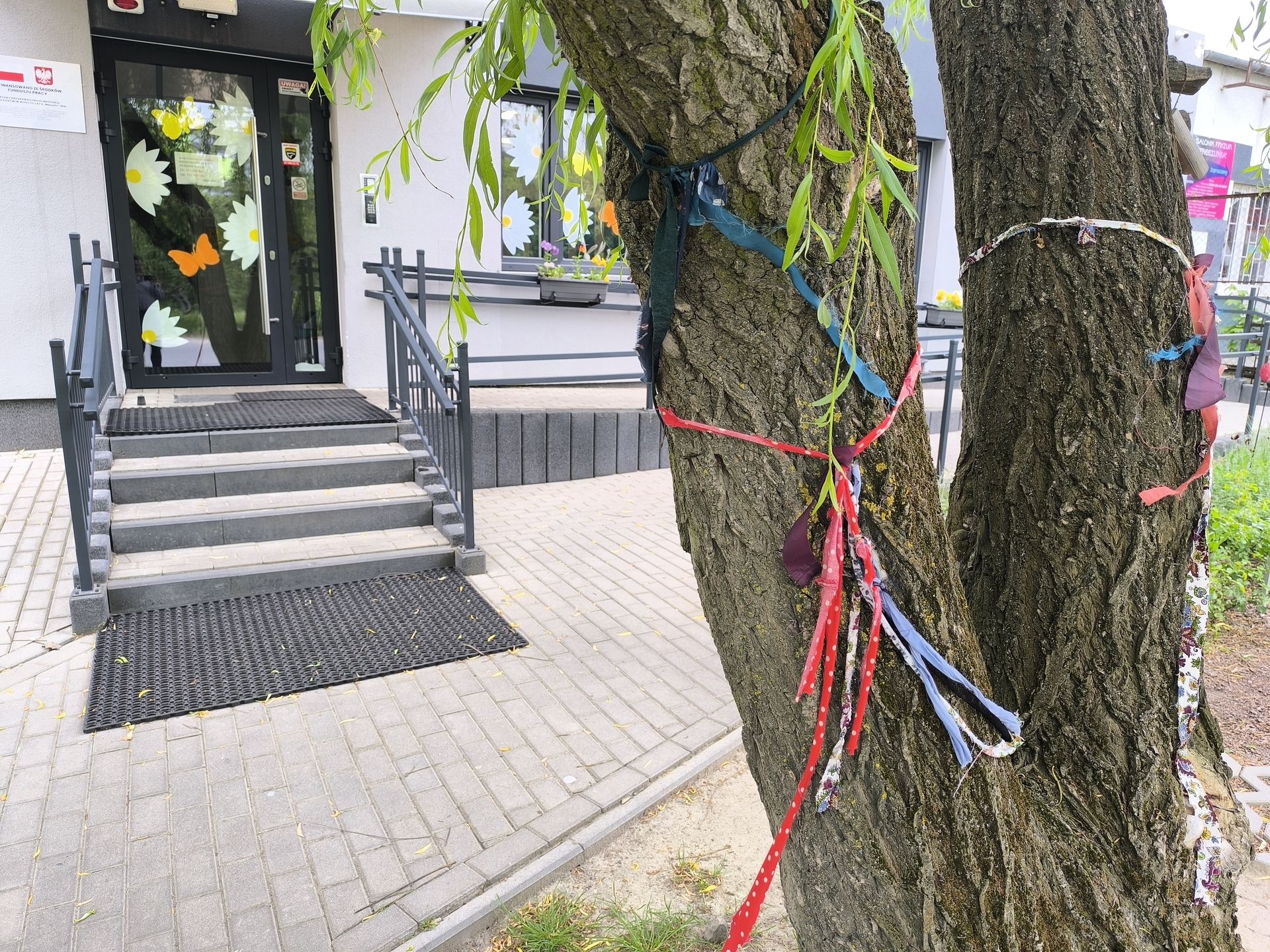 Wstążki na drzewach przeznaczonych do wycięcia