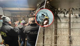Włoch więził polskie ptaki. Policja pokazuje nagranie