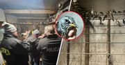 Włoch więził polskie ptaki. Policja pokazuje nagranie