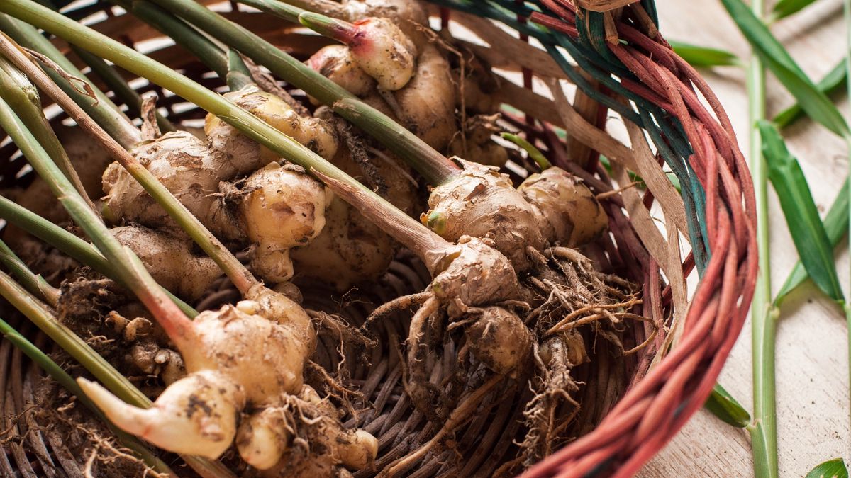 Domowa hodowla imbiru