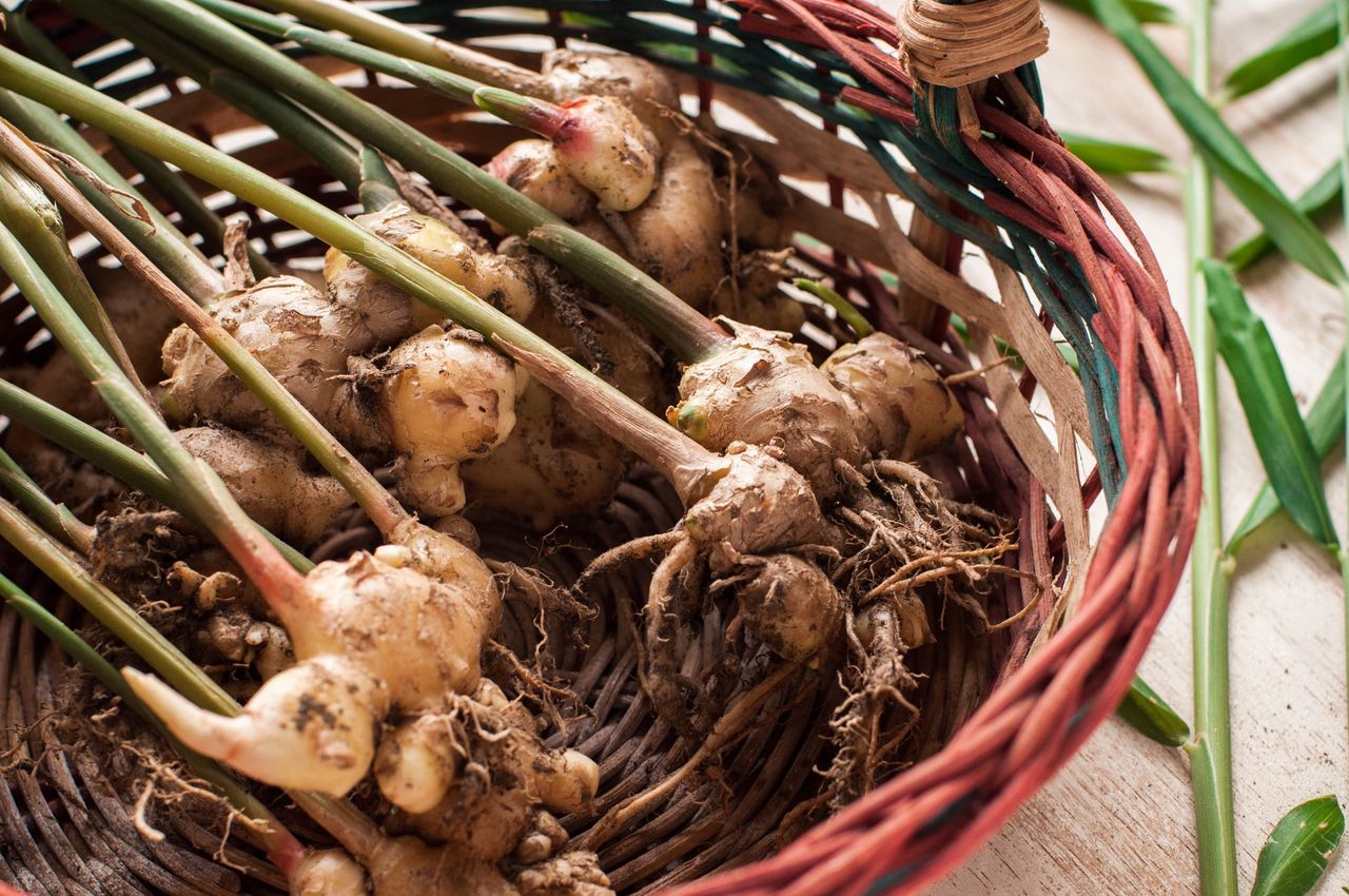 Zamiast wyrzucać, wkładam do doniczki z ziemią. Za każdym razem zbiór jest obfity