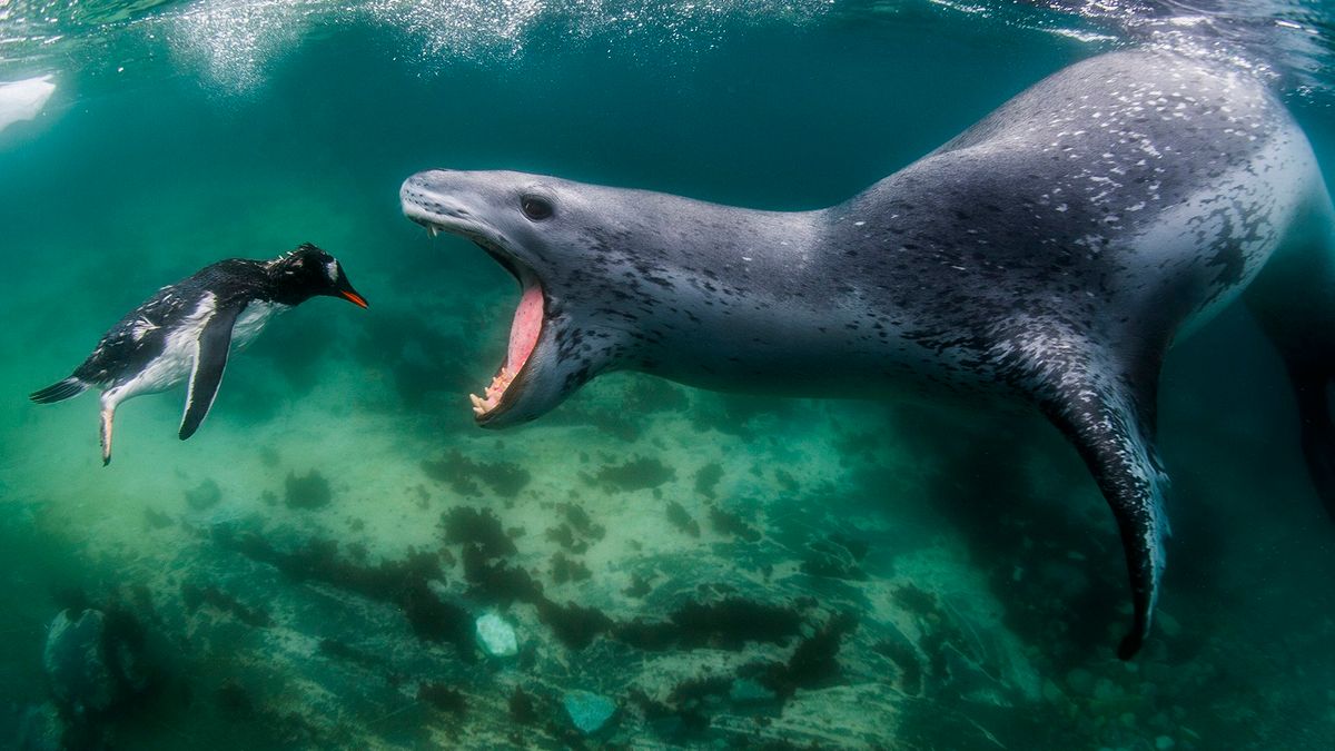 Potwór z Loch Ness? Fotograf stanął z nim oko w oko 1