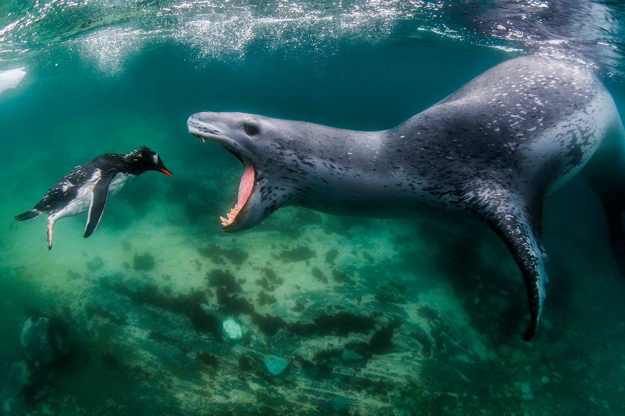 Potwór z Loch Ness? Fotograf stanął z nim oko w oko