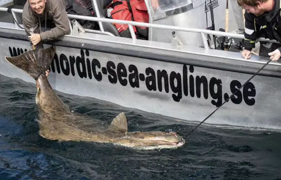 Halibut był gigantyczny