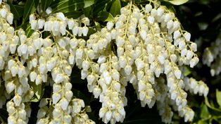 Kameleon wśród roślin. Pieris japoński to "must have" w naszym ogrodzie