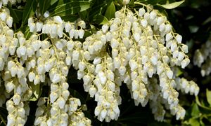 Kameleon wśród roślin. Pieris japoński to "must have" w naszym ogrodzie