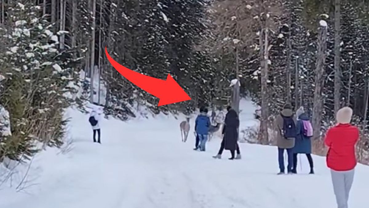 Niezwykłe spotkanie na szlaku w Tatrach