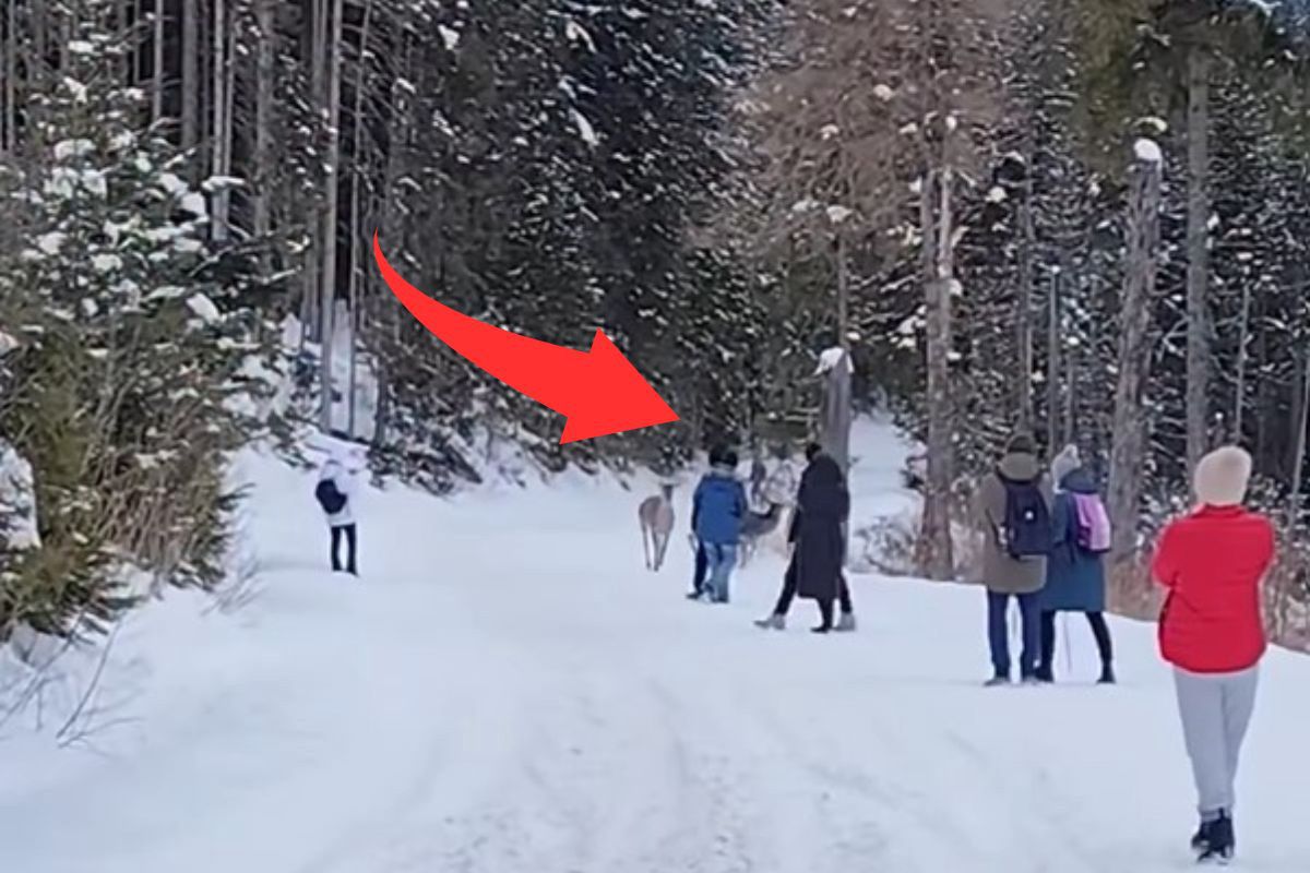 Niemal wpadły w turystów. Niesie się nagranie z Tatr