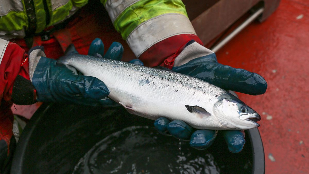 Polska branża łososiowa może mieć problem - nowe unijne regulacje