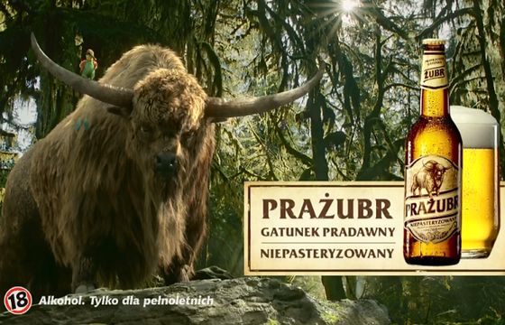 Piwo Prażubr reklamowane jako „gatunek pierwotny niepasteryzowany” (wideo)