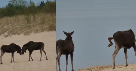 Pojawiły się na plaży w Gdańsku. "Zaatakowały potem ludzi"