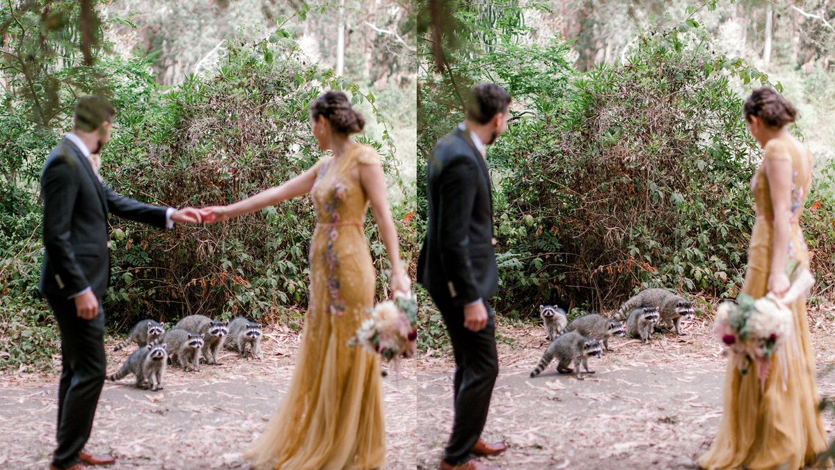 Dzikie szopy przerwały ślub. Okazały się uroczymi gośćmi 1