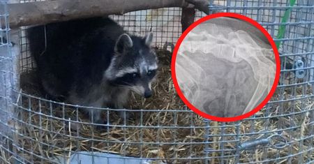 Podkarpacie. Skandal w agroturystyce. Lekarz w szoku. Czy turyści nie mieli oczu?