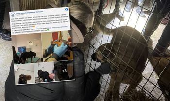 Pandemonium w Sobolewie. Nocna ewakuacja psów zakończyła się aferą