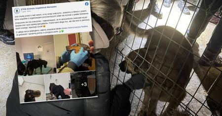 Pandemonium w Sobolewie. Nocna ewakuacja psów zakończyła się aferą