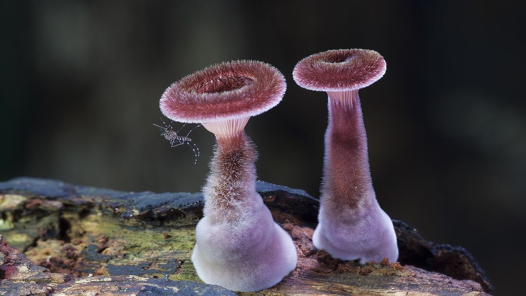 Magiczny świat australijskich grzybków sfotografowany przez Steve'a Axforda 8