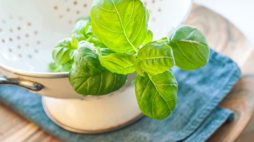 Herbata bazyliowa ma pozytywny wpływ na zdrowie