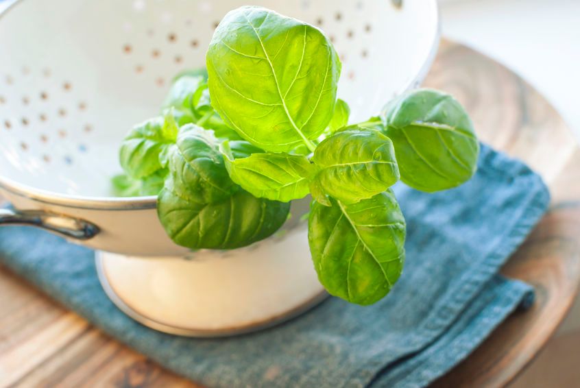 Herbata bazyliowa. Właściwości lecznicze napoju