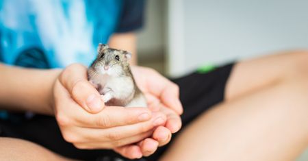 38-letnia Kolumbijka została ugryziona przez chomika. Kobieta nie żyje