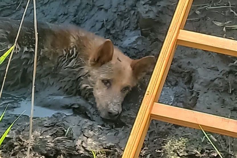 Dłutów: Uratowali psa z błotnej pułapki. Szybka interwencja strażaków