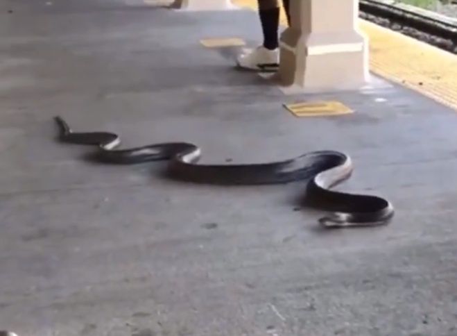 Dwumetrowy wąż na stacji metra. "Myślałam, że widziałam już wszystko"
