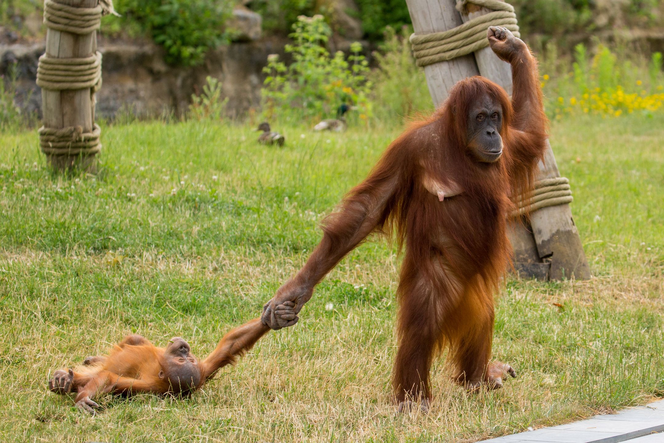 Mama orangutan ze swoim niesfornym dzieckiem. Zdjęcia bawią do łez 3