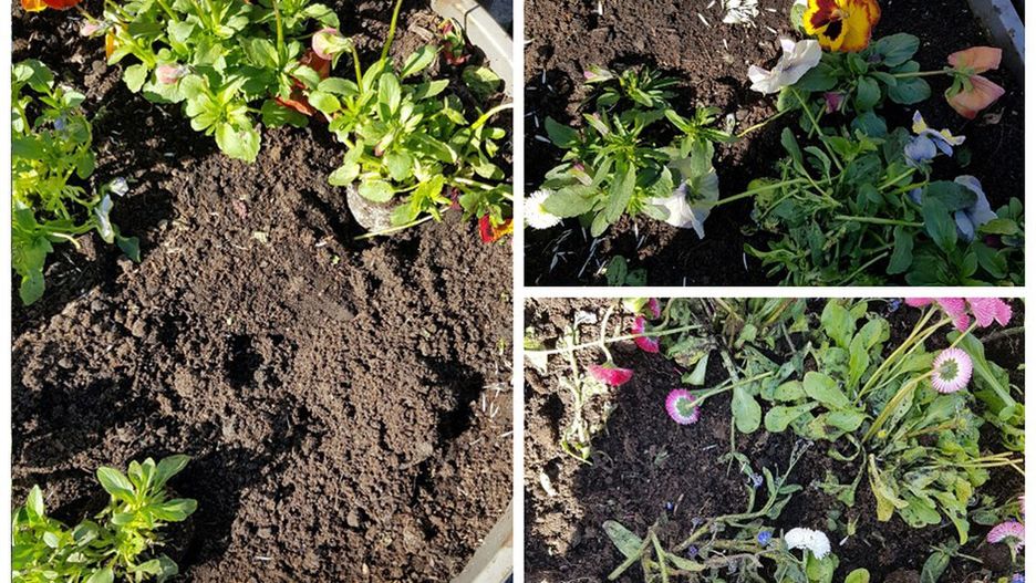 Złodzieje kradną kwiaty na warszawskich ulicach (fot. Zieleń Warszawska - Facebook)