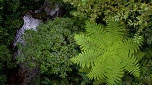 Gdzie znaleźć kwiat paproci? 1