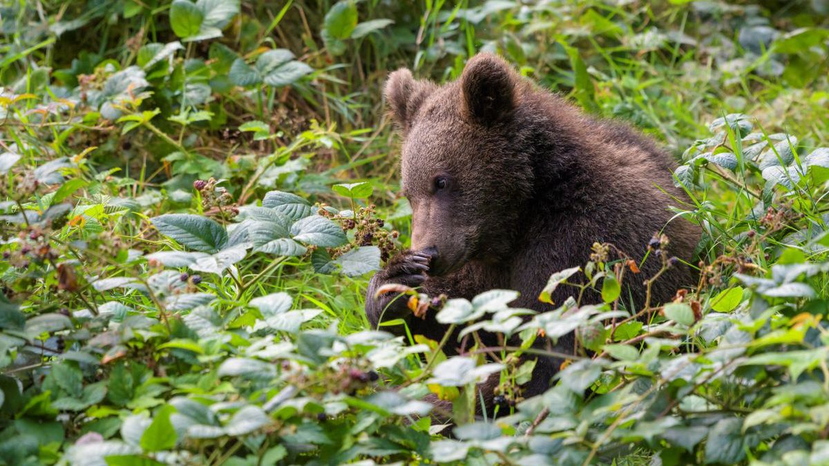 Niedźwiedź - zdjęcie ilustracyjne