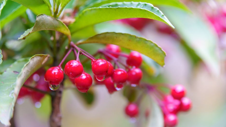 Ardisia drzewiasta to świetny pomysł na świąteczną dekorację 