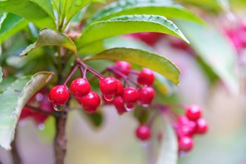 Nowy hit świątecznych dekoracji. "Czerwone korale" zamiast gwiazdy betlejemskiej