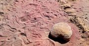 Plaża nad Bałtykiem zmieniła kolor. Teraz jest fioletowa