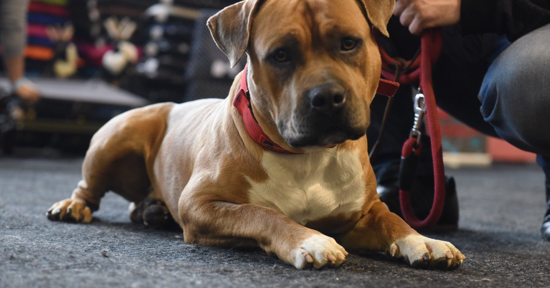 Pies rasy amstaff.
