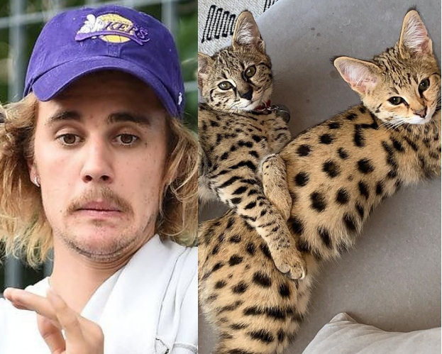 Justin Bieber chwali się egzotycznymi kotami za 140 TYSIĘCY! PETA krytykuje: "Udowodnił, że ma gdzieś pomoc zwierzętom"