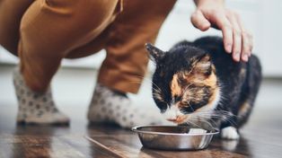 Alergia pokarmowa u kota. Dieta eliminacyjna, błędy żywieniowe i objawy, które łatwo pomylić