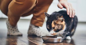 Alergia pokarmowa u kota. Dieta eliminacyjna, błędy żywieniowe i objawy, które łatwo pomylić