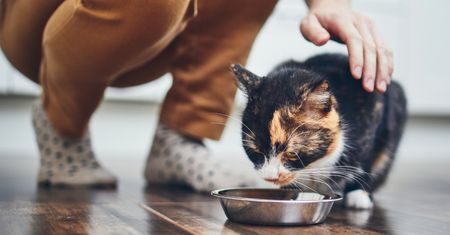 Alergia pokarmowa u kota. Dieta eliminacyjna, błędy żywieniowe i objawy, które łatwo pomylić