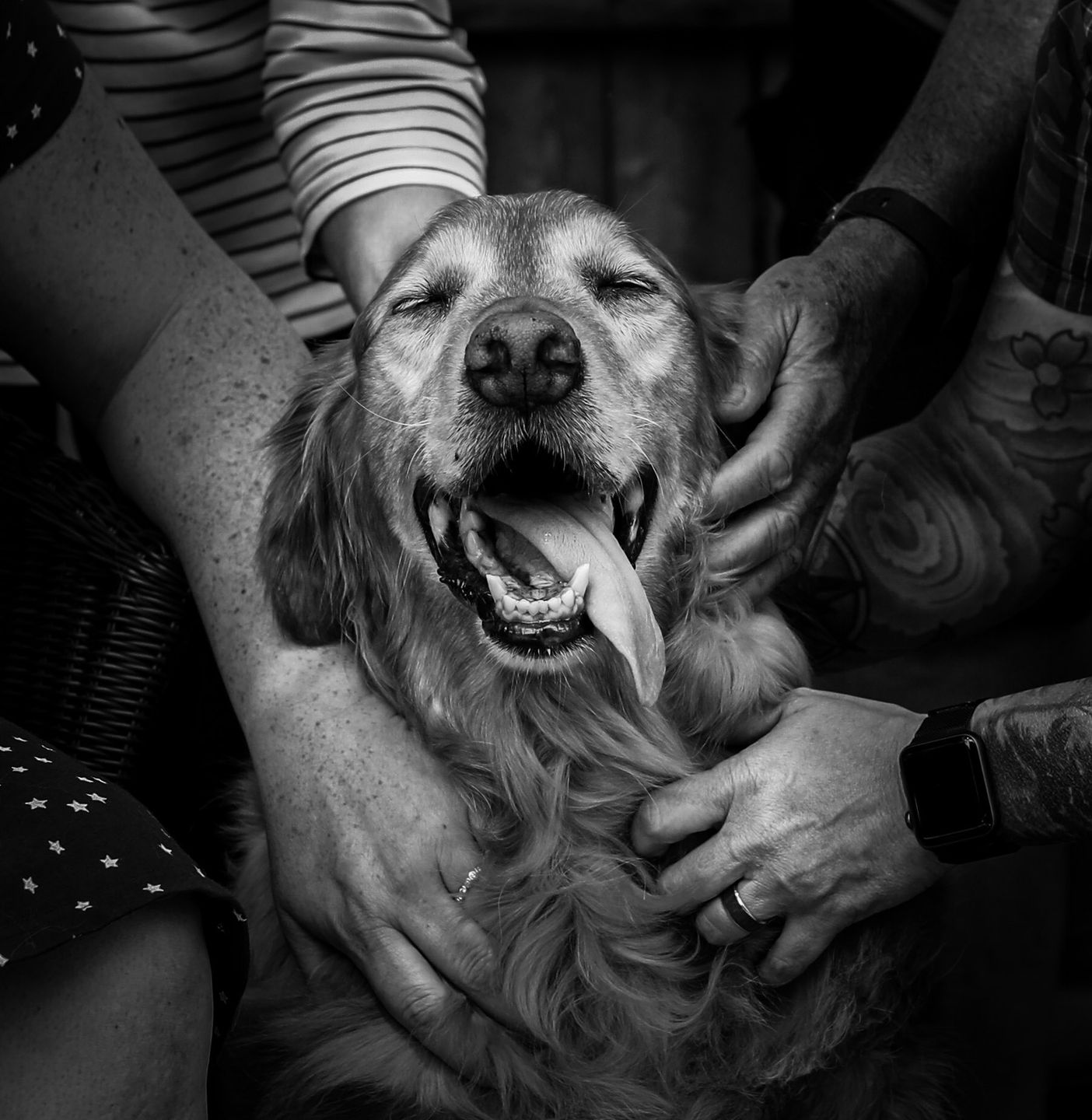 Kiedy przyjdzie się pożegnać. Trudna fotografia odchodzących zwierząt 7