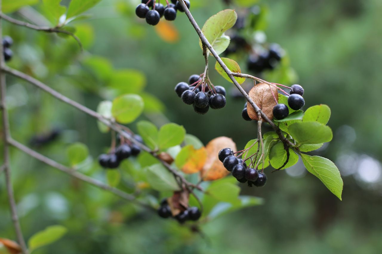 Aronia, czarna porzeczka i rokitnik, czyli polskie superowoce. Właściwości zdrowotne