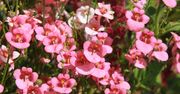 Tworzy kaskady barwnych kwiatów. Diaskia jest konkurencją dla pelargonii i surfinii