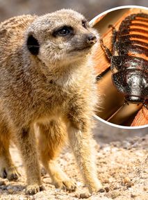 Twój eks jako obiad dla zwierząt? Walentynkowa akcja zoo