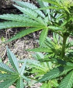 Malta pierwsza w Europie legalizuje marihuanę